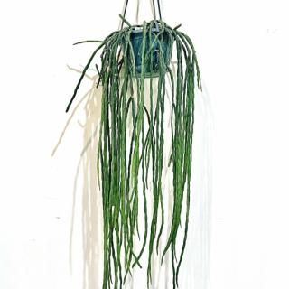 Rhipsalis Paradoxa<br>ץꥹ ѥɥ  ϥ󥮥