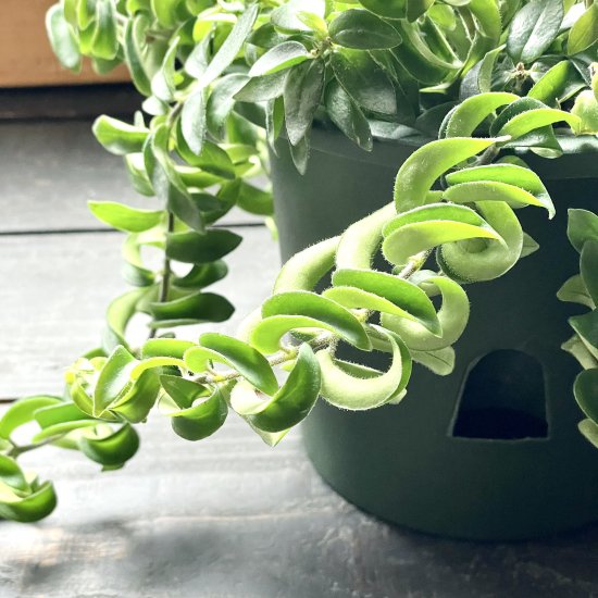 Aeschynanthus rastaエスキナンサス ラスタ ５号 吊り鉢 - GREENLife