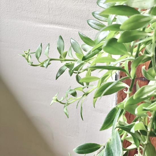Aeschynanthus boleroエスキナンサス ボレロ 5号 吊り鉢