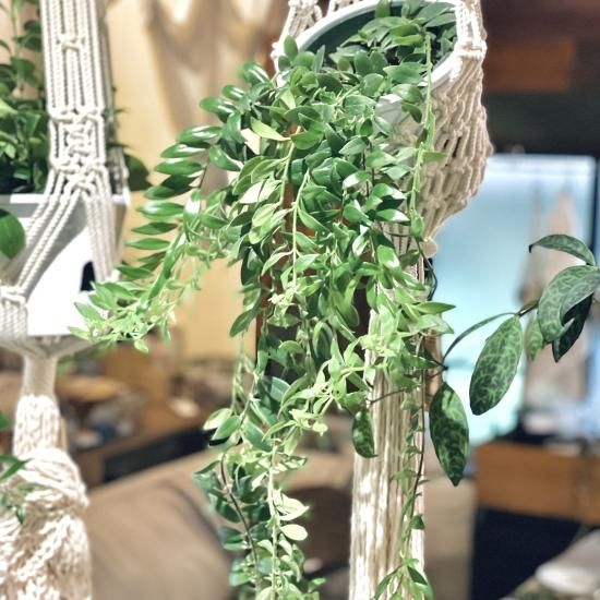 2024春の新作 Aeschynanthus 吊り鉢 5号 ボレロ boleroエスキナンサス その他観葉植物