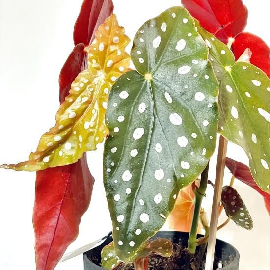 Begonia maculataベゴニア マクラータ 4号置き鉢 - GREENLife Begonia maculataベゴニア マクラータ 4号置き鉢 - GREENLife