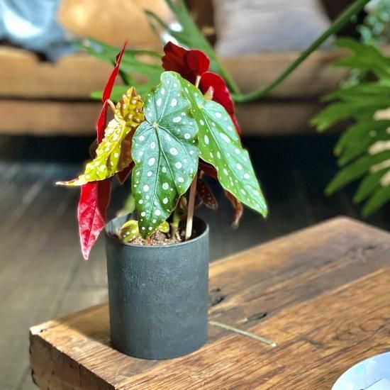 Begonia maculataベゴニア マクラータ 4号置き鉢 - GREENLife Begonia maculataベゴニア マクラータ 4号置き鉢 - GREENLife