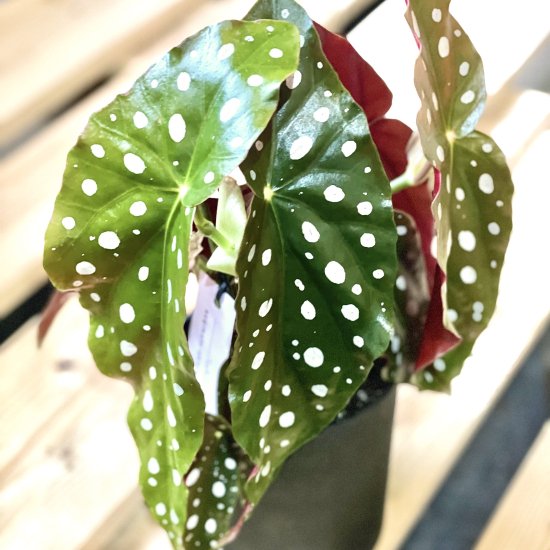 Begonia maculataベゴニア マクラータ 4号置き鉢 - GREENLife JOURNAL