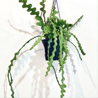 Epiphyllum anguliger<br>エピフィラム アングリガー ４号 吊り鉢