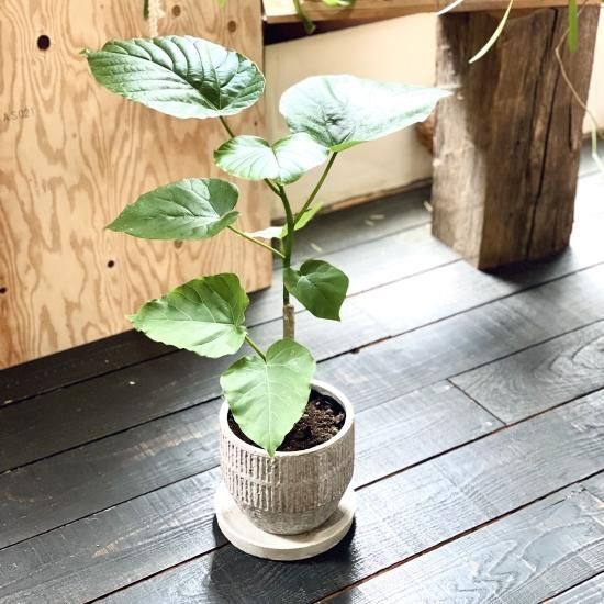 フィカス ウンベラータ 137cm8号 S-shaped tree form