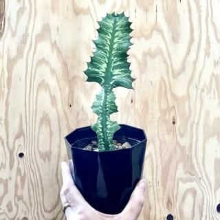Euphorbia grandialata<br>桼եӥ ǥ顼  ֤ȭ