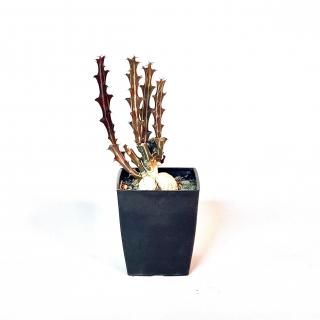 Euphorbia knuthii<br>桼եӥ  ή 2.5