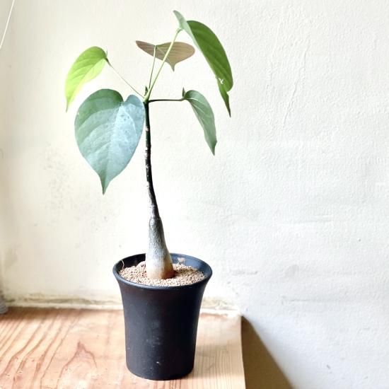 PSEUDOBOMBAXプセウドボンバックス 3号 置き鉢 - GREENLife JOURNAL PSEUDOBOMBAXプセウドボンバックス 3号 置き鉢 - GREENLife JOURNAL