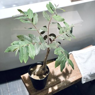 Phyllanthus mirabilis<br>ե󥵥 ߥӥꥹ  ֤ȭ