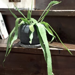 Epiphyllum pumilum<br>エピフィラム プミラム ４号 置き鉢