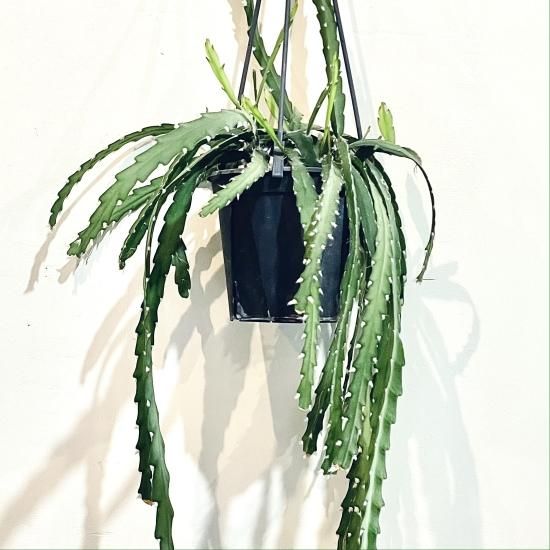 PLANCHU 観葉植物 レピスミウム クルシフォルメ 4号吊り鉢