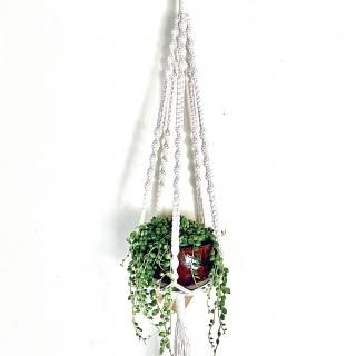 Senecio Rowleyanus<br>SETۥ꡼ͥå쥹 S ϥ󥮥