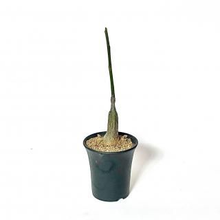 Pseudobombax ellipticum ץɥܥХå ץƥ 3