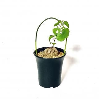 Dioscorea elephantipes ε<br>3
