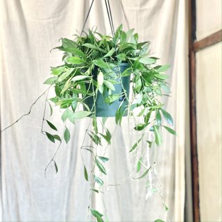 Hoya lacnosa<br>ホヤ ラクノーサ ５号<br>吊り鉢