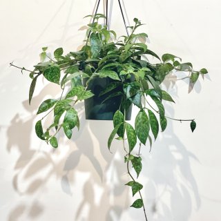 Aeschynanthus marmoratus<br>エスキナンサス マルモラタス ５号 吊り鉢
