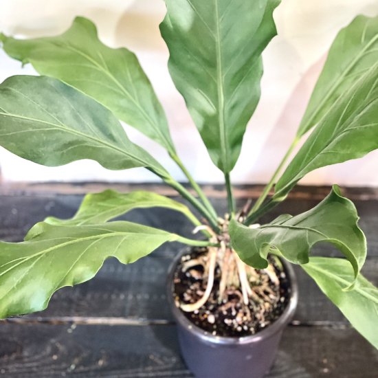 Anthurium hookeriアンスリウム フーケリー ６号 置き型 - GREENLife JOURNAL