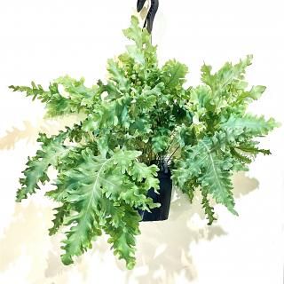 Phlebodium aureum Davana<br>եܥǥ Х  ϥ󥮥