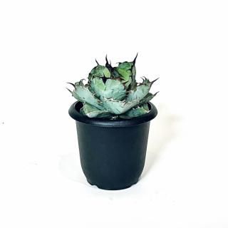 Agave titanota Black & Blue  Υ ֥åɥ֥롼 4