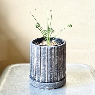 Albuca spiralis<br>SETۥ֥ ԥꥹ  ֤ȭ