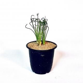 Albuca spiralis<br>֥ ԥꥹ<br>