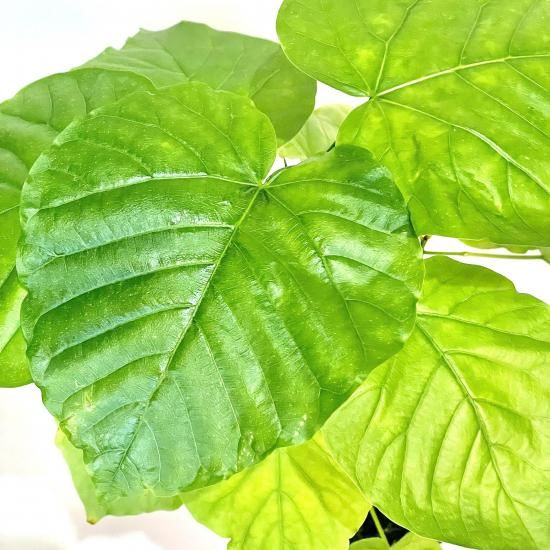 Ficus umbellataフィカス ウンベラータ5号 - GREENLife JOURNAL