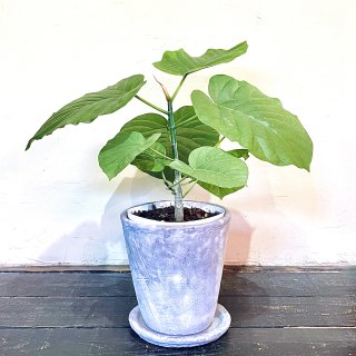 Ficus umbellata<br>フィカス ウンベラータ<br>５号