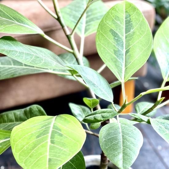 Ficus altissimaフィカス アルテシマ5号 - GREENLife JOURNAL