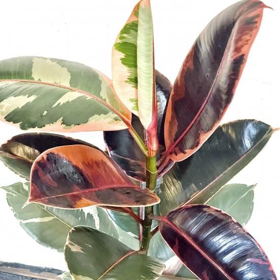 現物「フィカス・エラスティカ・ルビー」７号　Ficus elastica 現物「フィカス・エラスティカ・ルビー」7号 Ficus elastica
