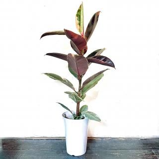Ficus elastica 'Ruby'<br>ե 饹ƥ<br>ӡ 6