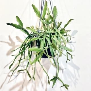 Rhipsalis rauhiorum<br>ץꥹ 饦ҥ  ϥ󥮥