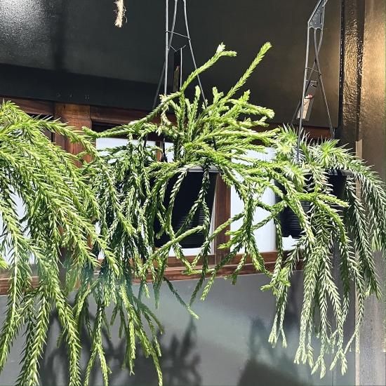 フペルジア・トライアングル サツール 吊り - 植物と暮らす m-plant