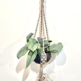 PLANT HANGER<br>ץȥϥ󥬡 Ρ֥ ܥȥ 900 