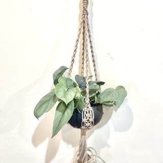 PLANT HANGER<br>ץȥϥ󥬡 Ρ֥ ܥȥ 900 