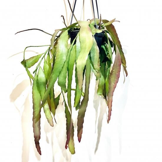 【専用】リプサリス✳︎さま Pseudorhipsalis ramulosaリプサリス ラムローサ 4号 ハンギング