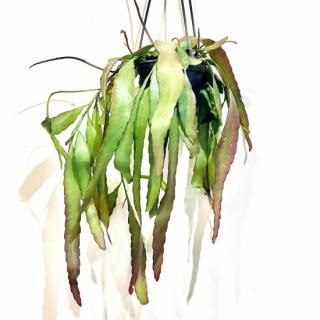 Pseudorhipsalis ramulosa<br>ץꥹ  4 ϥ󥮥