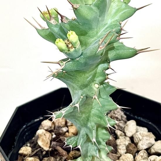 ユーフォルビア　トルチラマ ユーフォルビア・トルチラマ 接木 トゲトゲのスパイラルが