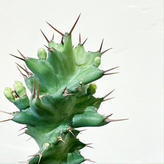 Euphorbia tortirama<br>ユーフォルビア トルチラマ ４号 置き型