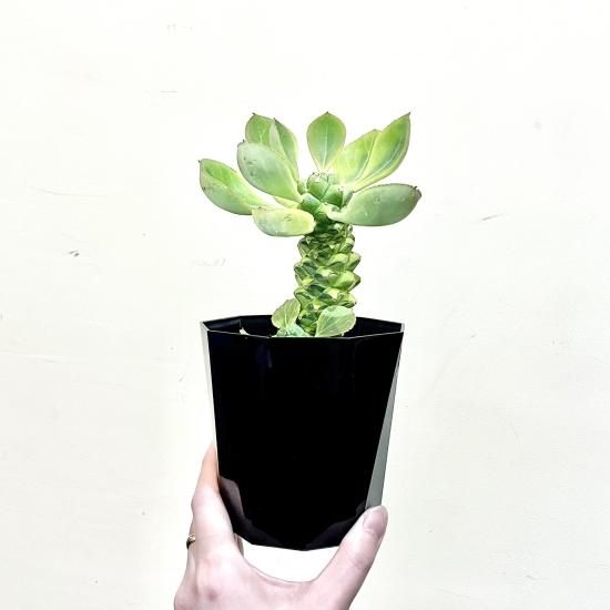 Monadenium ritchiei f. variegata モナデニウム リチェイ 錦 4 Monadenium ritchiei f. variegata モナデニウム リチェイ 錦 4