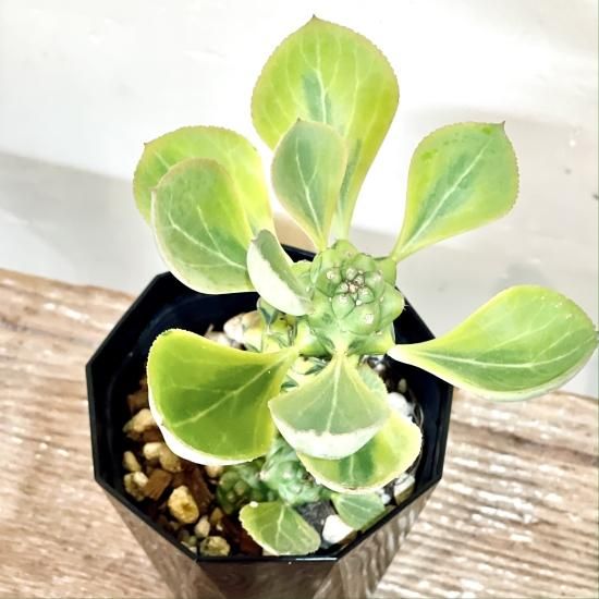 Monadenium ritchiei f. variegata モナデニウム リチェイ 錦 4 Monadenium ritchiei f. variegata モナデニウム リチェイ 錦 4