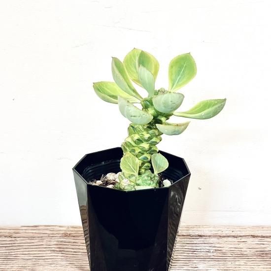 Monadenium ritchiei f. variegata モナデニウム リチェイ 錦 4 Monadenium ritchiei f. variegata モナデニウム リチェイ 錦 4