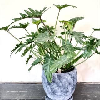 Philodendron kookaburra<br>եǥɥ åХ  ֤