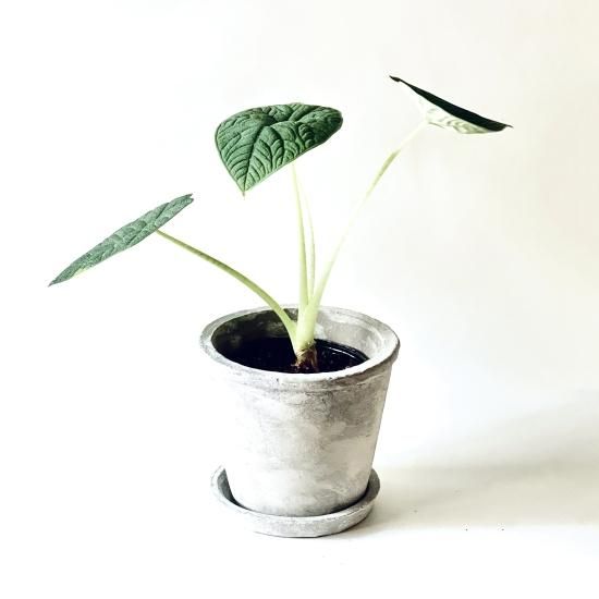 Alocasia meloアロカシア メロ3.5号 置き型 - GREENLife JOURNAL