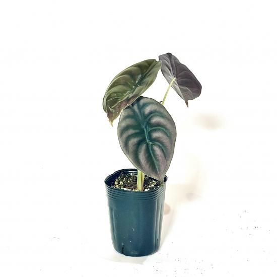 Alocasia cupreaアロカシア クプレア3.5号 置き型 - GREENLife Alocasia cupreaアロカシア クプレア3.5号 置き型 - GREENLife