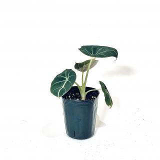 Alocasia reginula Black Velvet<br> ֥å٥٥å<br>3.5 ֤