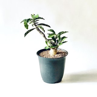 Euphorbia ambovombensis<br>ユーフォルビア アンボボンベンシス 3号