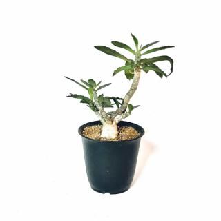 Euphorbia ambovombensis<br>桼եӥ ܥܥ٥󥷥 3