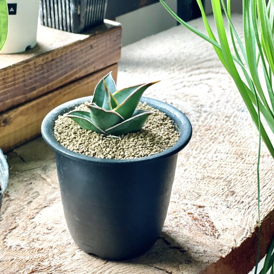 Sansevieria Pinguiculaサンスベリア ピングイキュラ 3号 置き鉢 - GREENLife JOURNAL