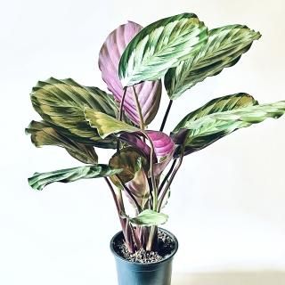 Calathea roseopictaMedallion<br>ƥ ꥪ<br> ֤