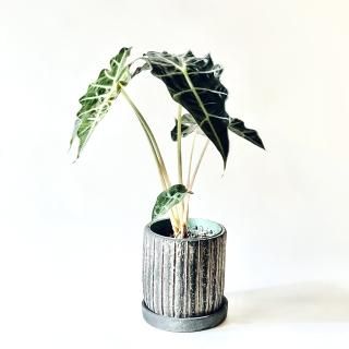 アロカシア特集 - GREENLife JOURNAL